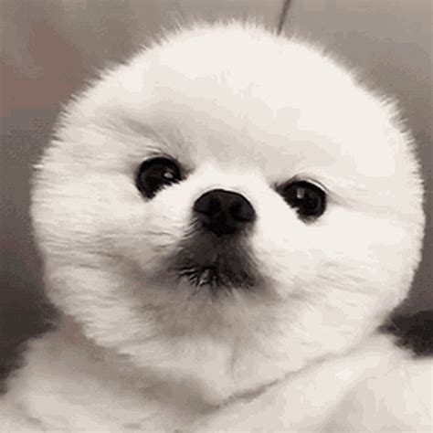 gif of a dog